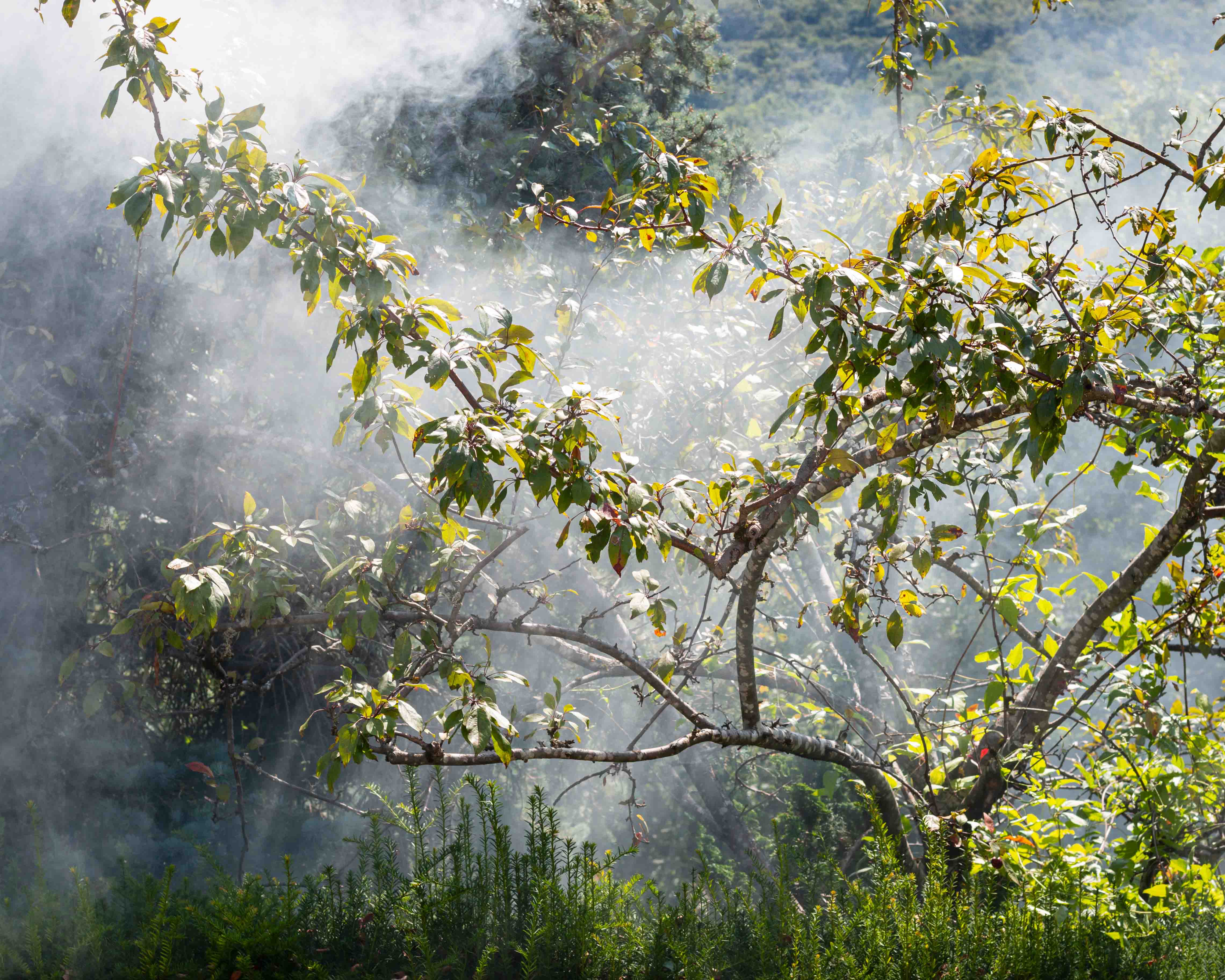 FeuDeForet